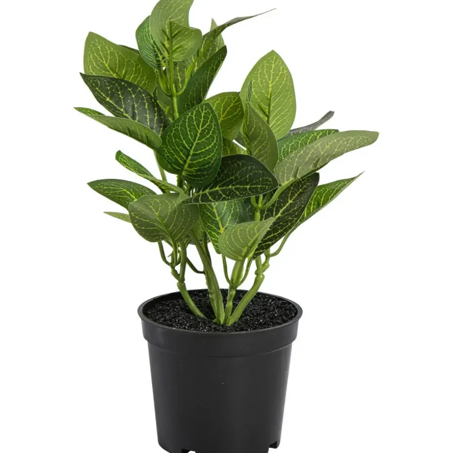 Kunstplant In Pot Fittonia Groen